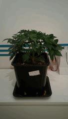 Purple Afghan Kush cro+35