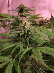 RoyalHaze flo+42
