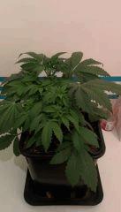 OG Kush cro+35