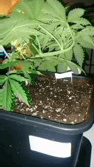 Résultat du palissage pot 6LL cro+27