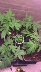 Gros plan sur le jardin cro+18
