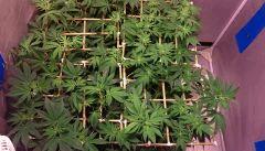 SCROGS Flo+10