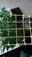 RoyalHaze cro+33 scrog ind en place