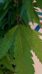 IMG 20150903 160600