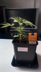 Royal Haze cro+18 hauteur