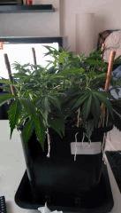 RoyalHaze cro+33