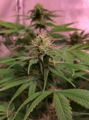 Err