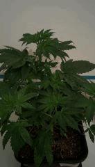 Orang Bud cro+35