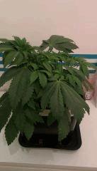 OG Kush de profil