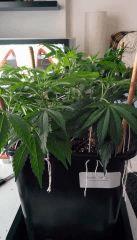 RoyalHaze cro+33