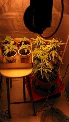 Box cro+10 et leur grande soeur silver haze flo+40