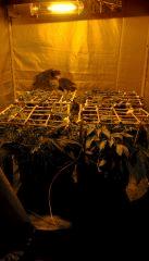 Placo scrog individuel en place flo+5