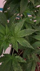 Feuille Orange Bud cro+35