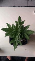 Critical+ canopée cro+18