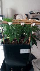 RoyalHaze cro+33 scrog ind en place
