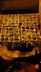 Placo scrog individuel en place flo+5