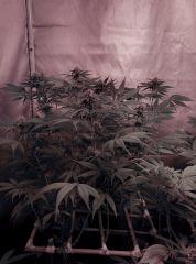 RoyalHaze flo+42