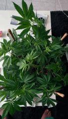RoyalHaze cro+33 avant dernier Palissage