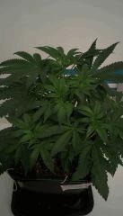 Original Amnesia cro+35 avant palissage