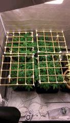 Placo scrog en place cro+33
