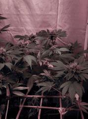 Dinachem flo+42