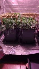 Placo scrog en place cro+33