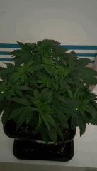 Purple afghan kush cro+35