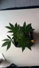 Royal haze canopée cro+18