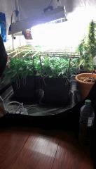 Placo scrog en place cro+33 lampe en position