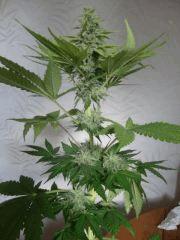 Black bomb