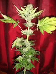 Black bomb