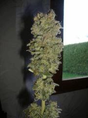 Black bomb