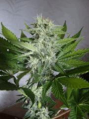 Black bomb