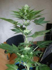 Black bomb