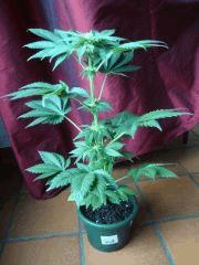 Black bomb