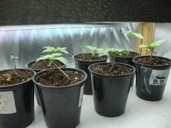 Les plantounes