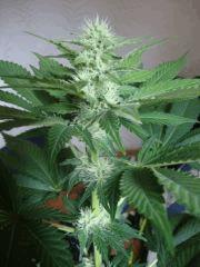 Black bomb