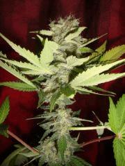 Black bomb