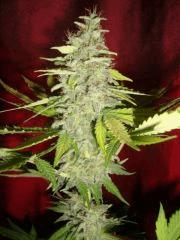 Black bomb