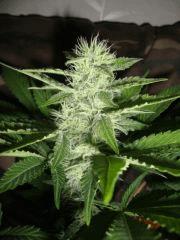 Black bomb