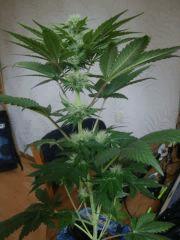 Black bomb