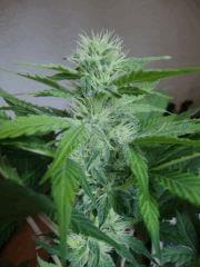 Black bomb