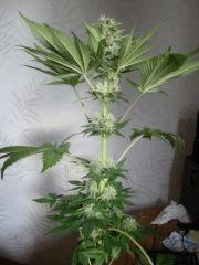 Black bomb