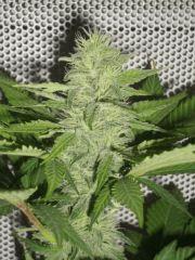 Black bomb