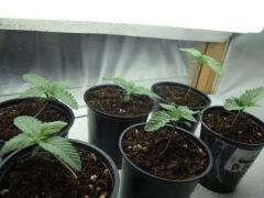 Black bomb, PCK, Afghan hammer x PCK