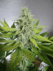 Black bomb