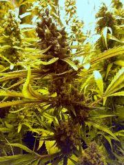 Citical + 2.0 (45 jours de Flo) (2)