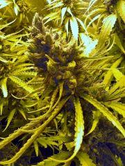 Citical + 2.0 (45 jours de Flo) (8)