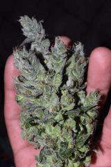 Raspberry OG x Alien Kushphéno 50/50