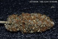 Luck Dragon
